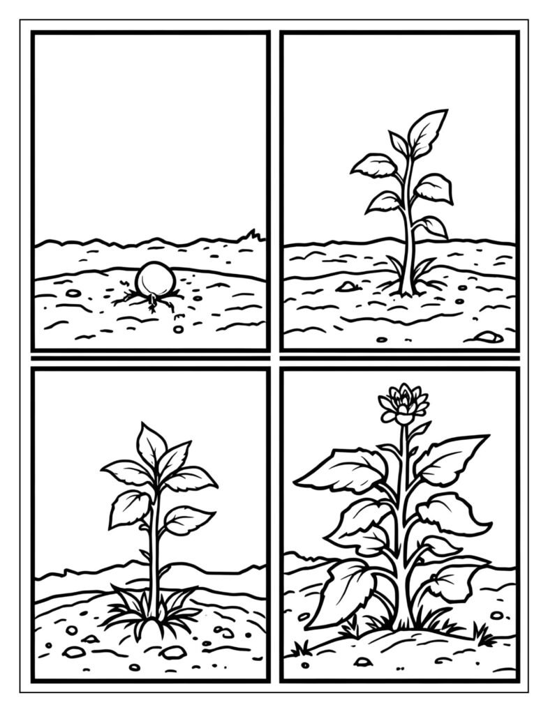 A four-panel drawing showing a plant's life cycle.