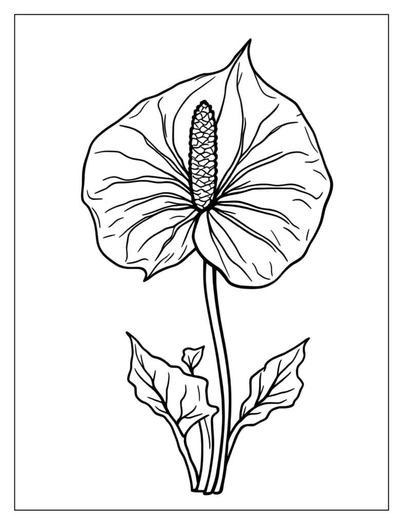 Drawing of the Anthurium flower, emphasizing its signature glossy, heart-shaped spathe and contrasting spike.