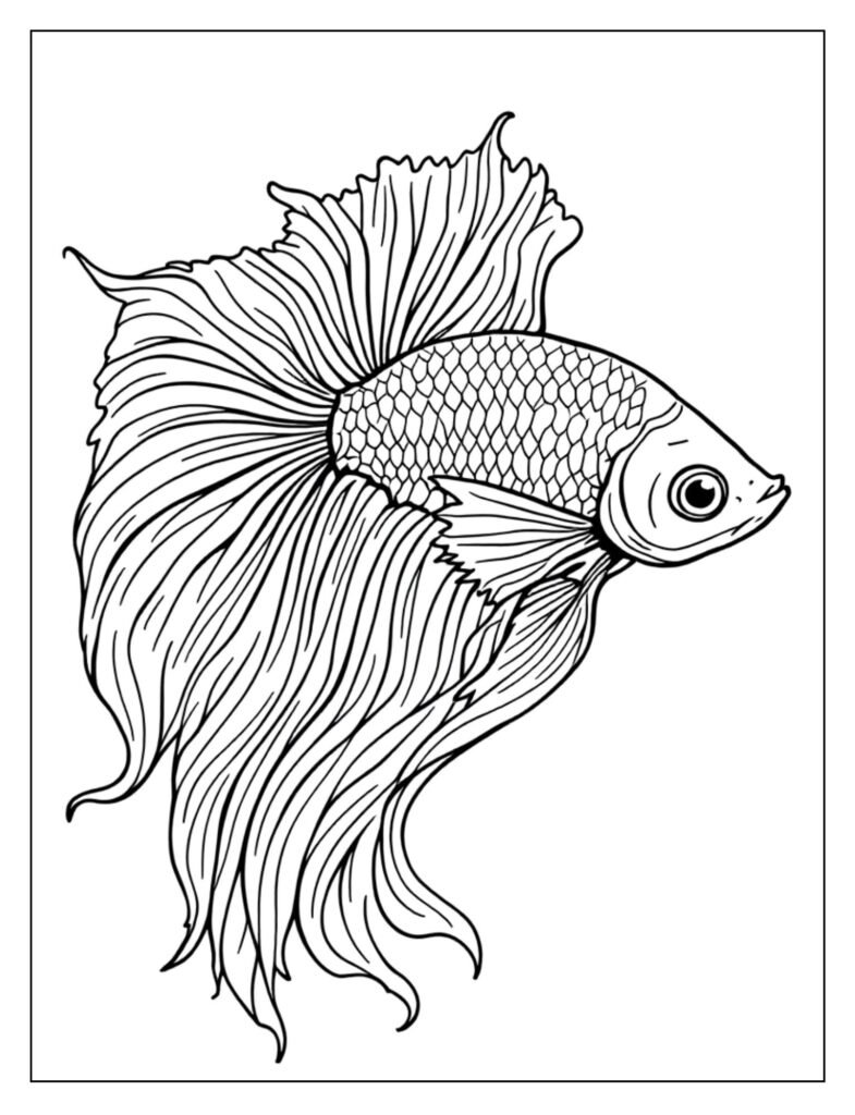 A classic betta fish with long, flowing fins and tail.