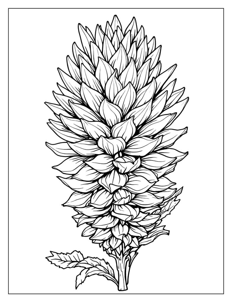 Drawing of the Red Ginger flower, showing its compact, cone-like shape made up of tightly spiraled, red bracts.
