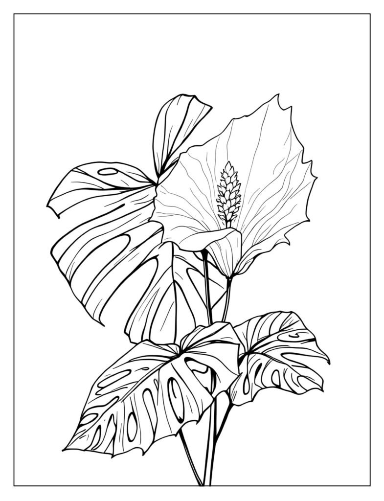 Drawing of a large Monstera leaf next to an open White Ginger flower.