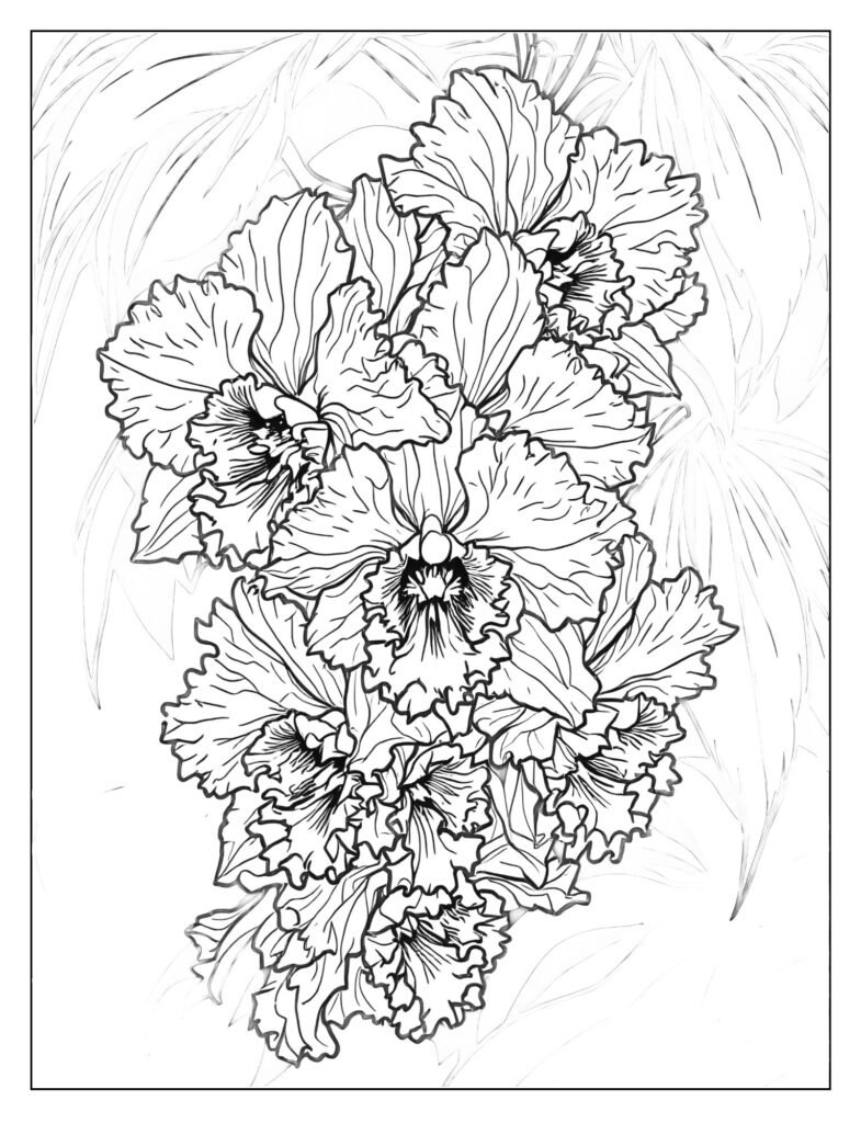 Detailed drawing of a cluster of small, ruffled Dendrobium or Vanda Orchid blooms hanging from a vine.