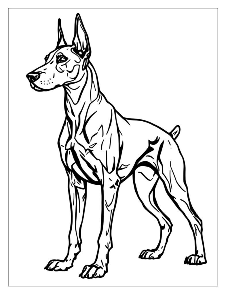A full-body shot of a Doberman standing, showing its posture and build.