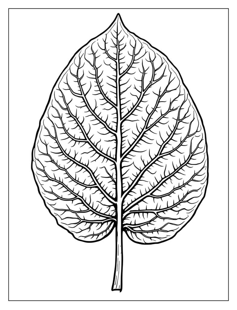 A close-up drawing of a leaf with veins.