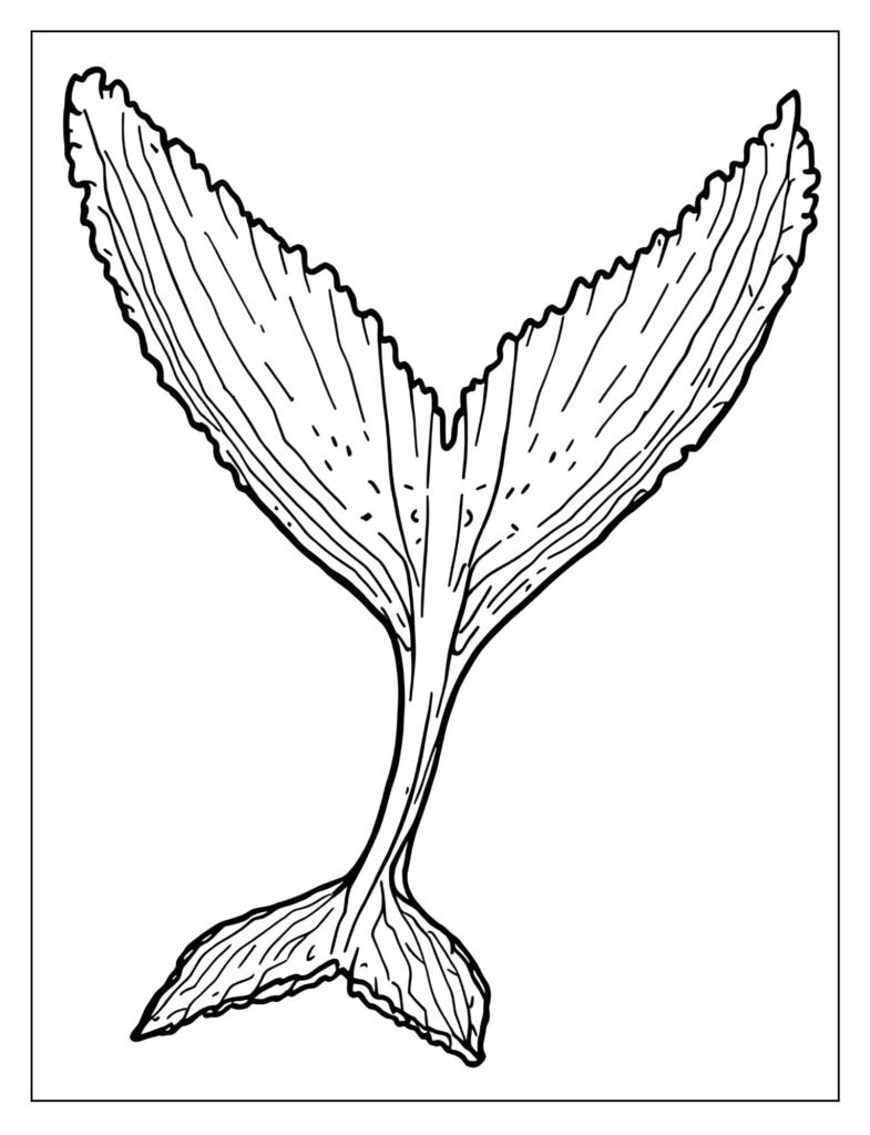 Close-up of a humpback whale's single, massive, long white pectoral flipper.