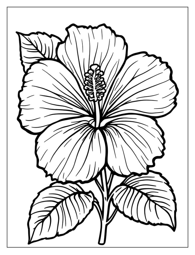 Large, detailed drawing of the classic Hawaiian Hibiscus flower with a long stamen.