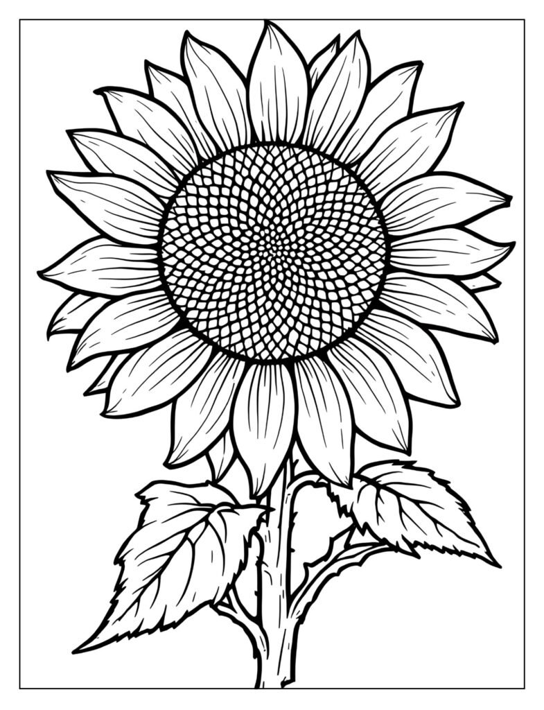 A detailed drawing of a sunflower with seeds and petals.

