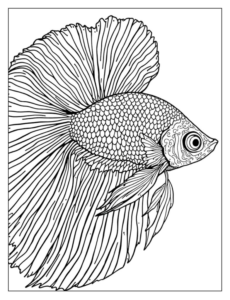 A halfmoon betta fish with a wide, 180-degree tail fin.
